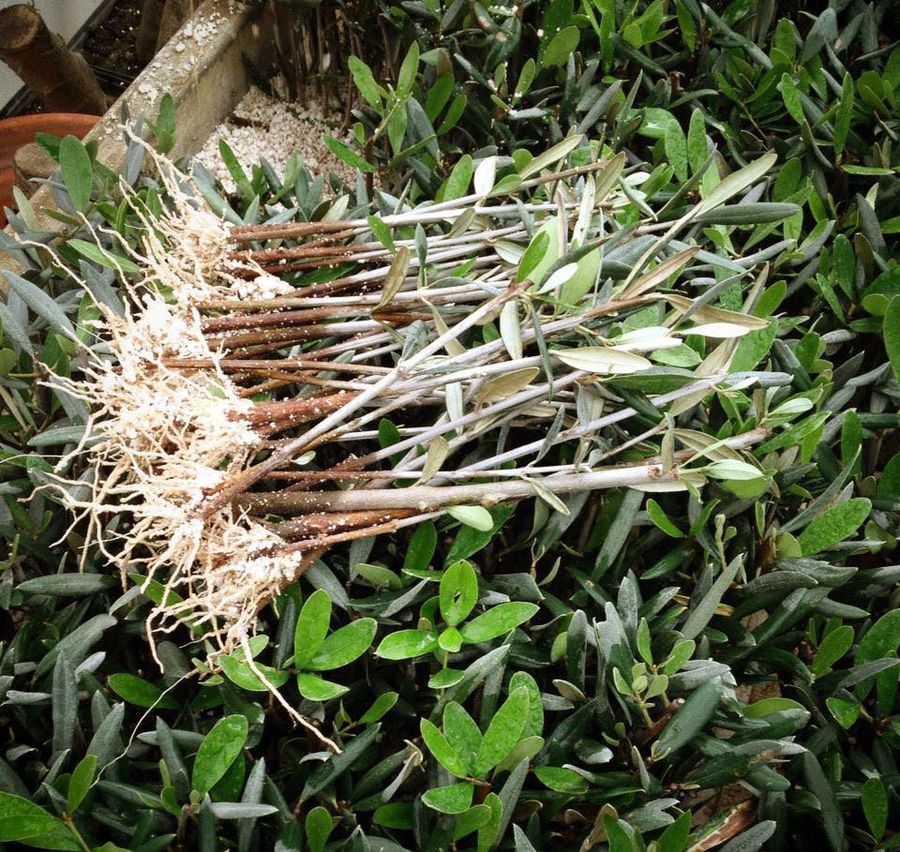 Estacas enraizadas de oliveira